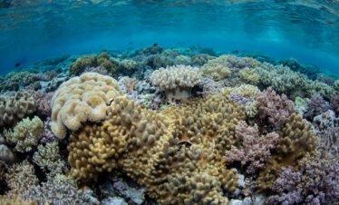 WAKATOBI TOUR 5D